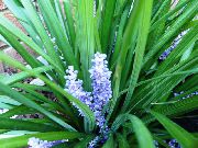 ღია ლურჯი ყვავილების მრავალფეროვანი ლილი Turf (Liriope) სახლი მცენარეთა ფოტო