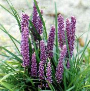 紫丁香 花 杂色百合草 (Liriope) 室内植物 照片