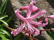 ピンク フラワー ガーンジー島ユリ (Nerine) 観葉植物 フォト