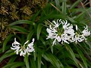 bijela Cvijet Guernsey Ljiljan (Nerine) Biljka u Saksiji foto