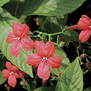 赤 フラワー サル植物、赤Ruellia  観葉植物 フォト
