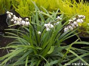 balts Zieds Ophiopogon  Telpaugi foto