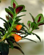 orange Blomst Hypocyrta, Gullfisk Anlegg   bilde