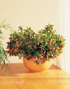 oranžový Kvetina Hypocyrta, Zlatá Rybka Závod  Izbové Rastliny fotografie