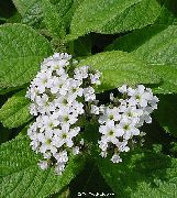 hvit Blomst Dverg Marine Cherry Pie (Heliotropium peruviana) Potteplanter bilde