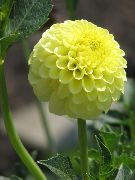 žuti Cvijet Dalija (Dahlia) Biljka u Saksiji foto