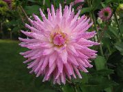 roze Bloem Dahlia  Kamerplanten foto