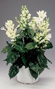 biela Kvetina Biele Sviečky, Whitefieldia, Withfieldia, Whitefeldia (Whitfieldia) Izbové Rastliny fotografie