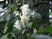 blanco Flor Velas Blancas, Whitefieldia, Withfieldia, Whitefeldia (Whitfieldia) Plantas de interior foto