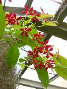 赤 フラワー ラングーンクリーパー (Quisqualis) 観葉植物 フォト