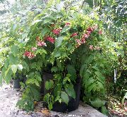 წითელი ყვავილების რანგუნიდან Creeper (Quisqualis) სახლი მცენარეთა ფოტო