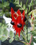 piros Virág Homár Karom, Papagáj Csőr (Clianthus) Szobanövények fénykép