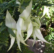 fehér Virág Homár Karom, Papagáj Csőr (Clianthus) Szobanövények fénykép
