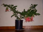 červená Kvetina Homár Pazúr, Papagáj Zobák (Clianthus) Izbové Rastliny fotografie