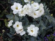 biały Kwiat Eustoma (Eustoma) (Lisianthus (Eustoma)) Rośliny domowe zdjęcie