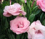 roosa Lill Texas Kelluke, Lisianthus, Tulbi Emajuur (Lisianthus (Eustoma)) Toataimed foto
