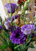 tmavomodrá Kvetina Texas Zvonček, Lisianthus Tulipánu Horec (Lisianthus (Eustoma)) Izbové Rastliny fotografie