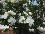 biela Kvetina Myrta (Myrtus) Izbové Rastliny fotografie