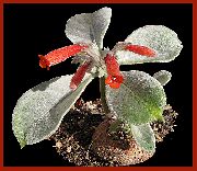 κόκκινος λουλούδι Rechsteineria  φυτά εσωτερικού χώρου φωτογραφία