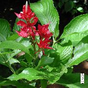 წითელი ყვავილების Sanchezia, ცეცხლი თითების  სახლი მცენარეთა ფოტო