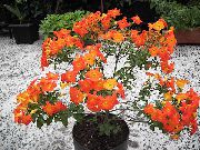 оранжев Цвете Мармалад Буш, Оранжево Browallia, Firebush (Streptosolen) Стайни растения снимка