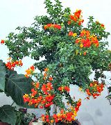 oranje Bloem Marmelade Struik, Oranje Browallia, Firebush (Streptosolen) Kamerplanten foto