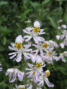 ホワイト フラワー 貧しいマンの蘭 (Schizanthus) 観葉植物 フォト