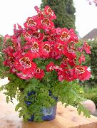 czerwony Kwiat Schizanthus  Rośliny domowe zdjęcie