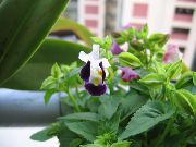 vijolična Wishbone Cvet, Ladys Natikači, Modro Krilo (Torenia) Hiša Rastline fotografija
