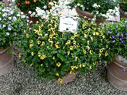 gul Nyckelben Blomma, Ladys Toffel, Blå Vinge (Torenia) Krukväxter foto