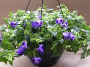 მუქი ლურჯი განივი ყვავილების, Ladys Slipper, ლურჯი ფრთის (Torenia) სახლი მცენარეთა ფოტო