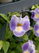 იასამნისფერი განივი ყვავილების, Ladys Slipper, ლურჯი ფრთის (Torenia) სახლი მცენარეთა ფოტო