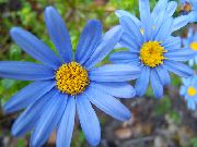 blau Blume Blaues Gänseblümchen- (Felicia amelloides) Zimmerpflanzen foto