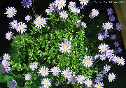 ღია ლურჯი ყვავილების ლურჯი Daisy (Felicia amelloides) სახლი მცენარეთა ფოტო