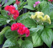 rot Blume Hahnenkamm (Celosia) Zimmerpflanzen foto