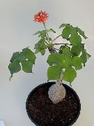 rød Blomst Peregrina, Gikt Plante, Guatemalan Rabarbra (Jatropha) Potteplanter bilde