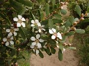 biela Kvetina Nový Zéland Tea Tree (Leptospermum) Izbové Rastliny fotografie