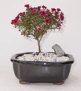 červená Květina Nový Zéland Tea Tree (Leptospermum) Pokojové rostliny fotografie