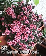 粉红色 花 新西兰茶树 (Leptospermum) 室内植物 照片