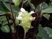 бял Цвете Calathea, Зебра Растение, Паун Растителна   снимка