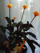 orange Blume Calathea, Zebra Pflanze, Pfau Pflanze   foto