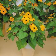 žltý Kvetina Monokel Susan (Thunbergia alata) Izbové Rastliny fotografie