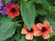 червоний Квітка Тунбергия (Thunbergia alata) Кімнатні рослини фото
