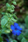 světle modrá Květina Monokl Susan (Thunbergia alata) Pokojové rostliny fotografie
