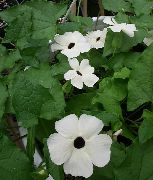 bílá Květina Monokl Susan (Thunbergia alata) Pokojové rostliny fotografie