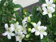 bijela Cvijet Kore Stabla, Narančasta Jasmin (Murraya) Biljka u Saksiji foto