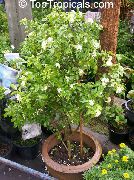 weiß Blume Rinde Baum, Orange Jessamine (Murraya) Zimmerpflanzen foto