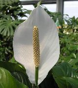 ホワイト フラワー 平和ユリ (Spathiphyllum) 観葉植物 フォト