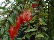 röd Blomma Agapetes  Krukväxter foto