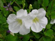 ホワイト フラワー Asystasia  観葉植物 フォト